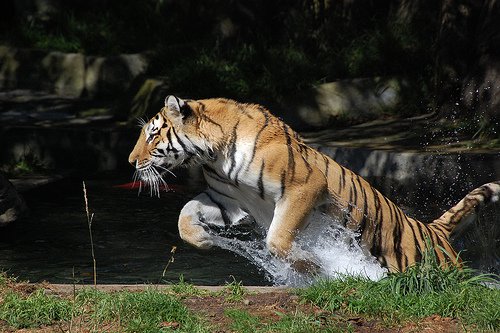 tiger
